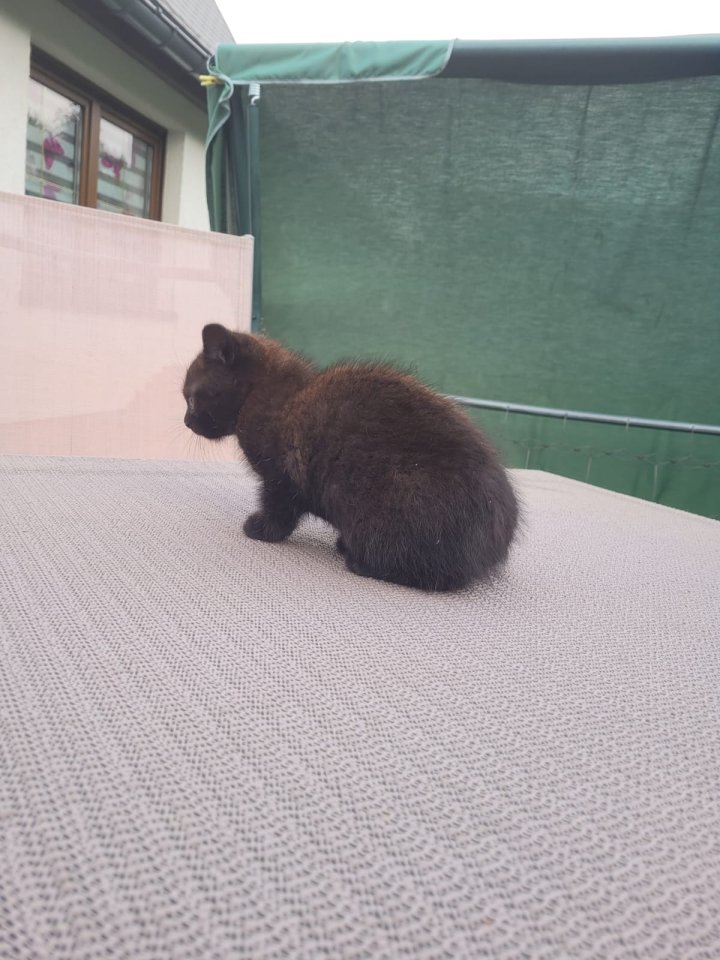 BKH/EHK Mix Kater ab 18.10 abgabebereit - Mischling - Eibenstock