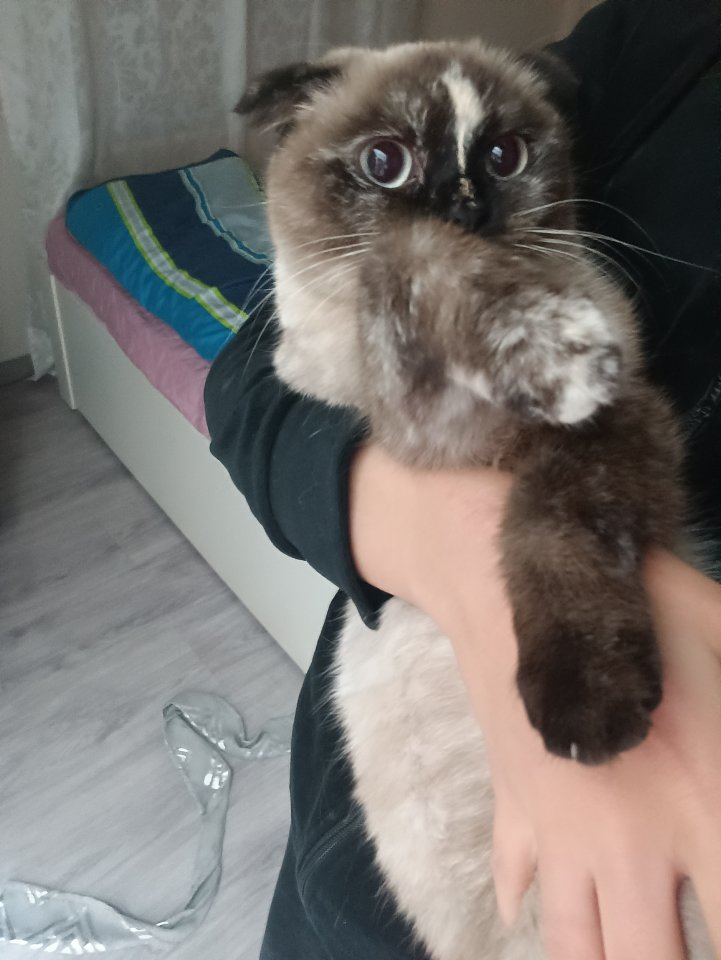 Weibliche Katze ?? - Hauskatzen - Berlin