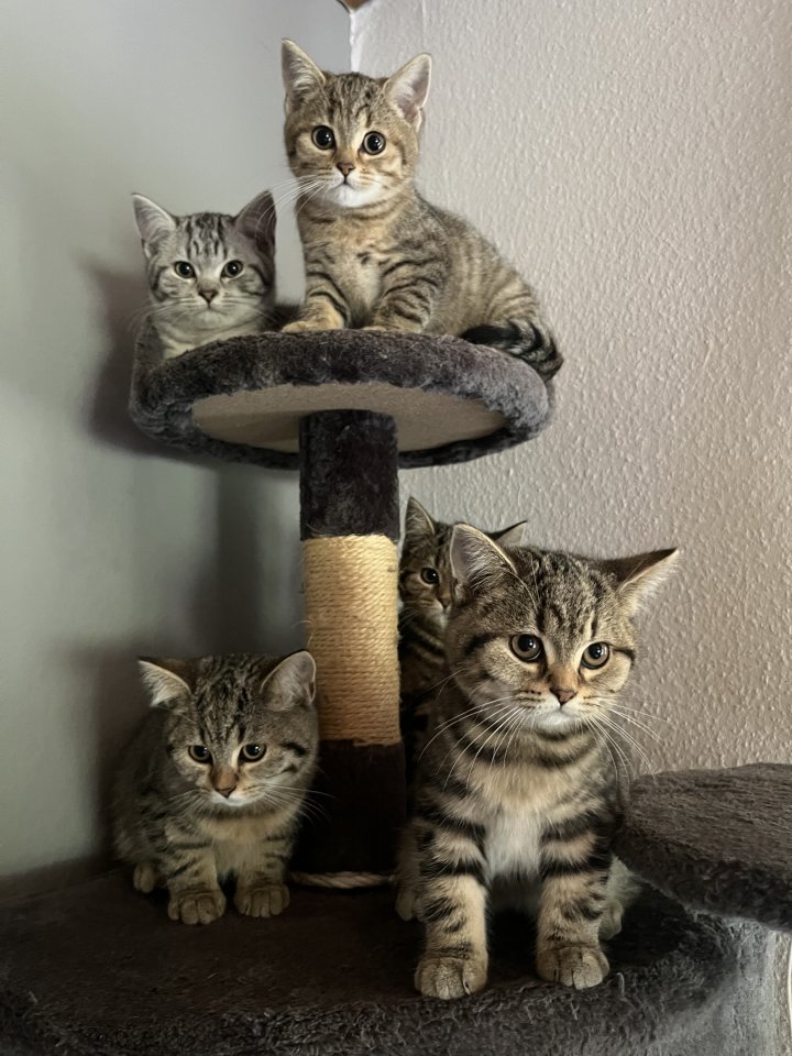 British Shorthair & Bengal Mix - Mischling - Buchholz