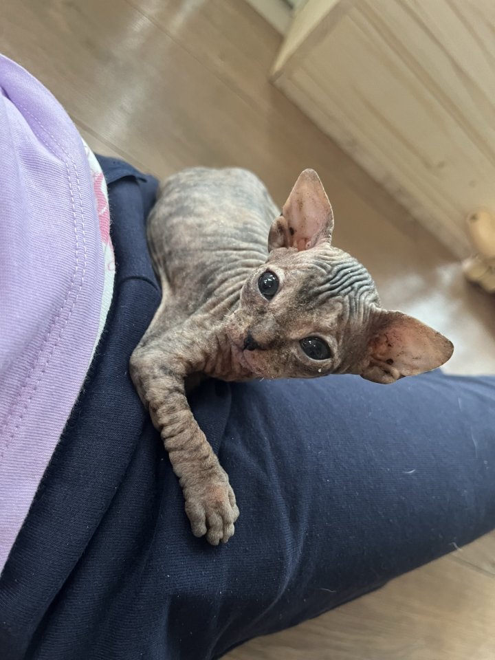 Sphynx Kitten mit Tasthaaren - Sphynx - Marienwerder 