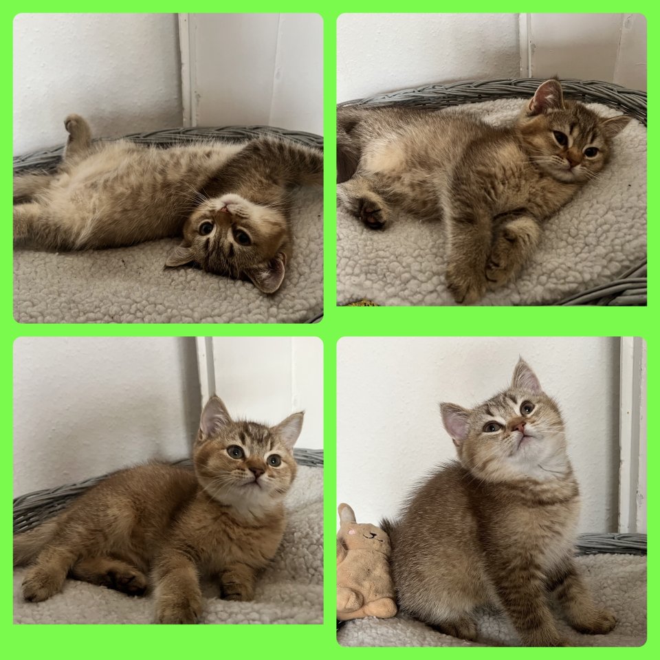 Bkh Kitten Gold chocolate/ black shaded tabby - British Kurzhaar - Lügde