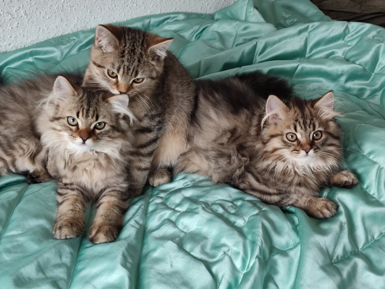 4 Süßes BKH und BLH-Kitten ! - British Kurzhaar - Dresden