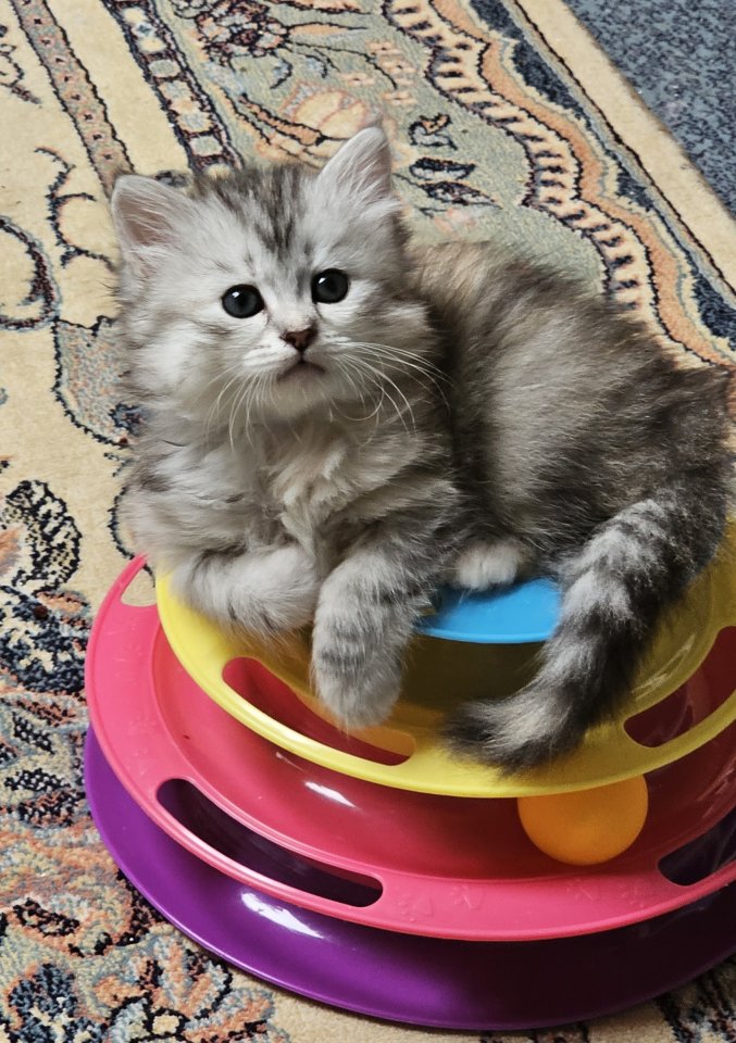 Neva-Masquarade & Sibirische Waldkatzen mit Stammbaum - Sibirische Katze - recklinghausen 