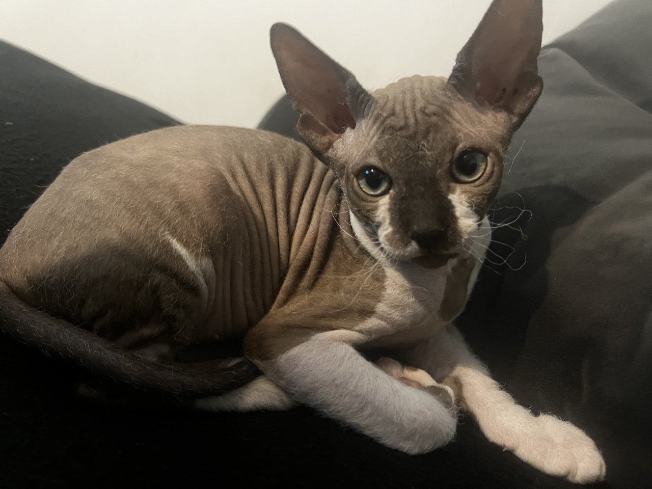 Super süße Can. Sphynx Kitten such ein Zuhause - Sphynx - Neu Wulmstorf 