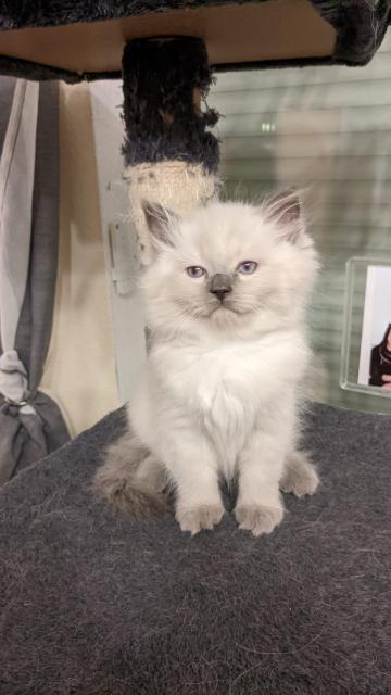 Ragdoll Kitten  - Ragdoll - Berlin - Spandau