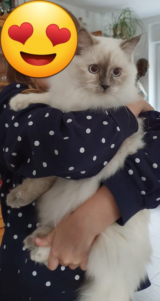 2 traumhafte Ragdoll Kitten (geimpft) suchen traumhaftes Zuhause - Ragdoll - Selm