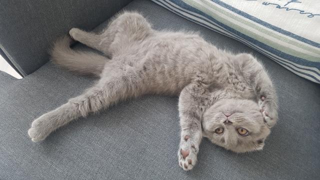 Scottish Fold/ BKH Mädchen - Scottish Fold - Neustadt