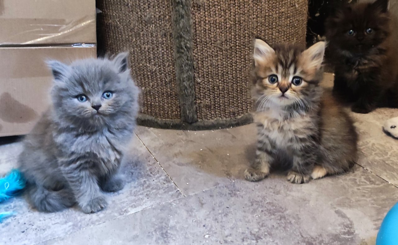 BKH und BLH Kitten suchen liebevolles Zuhause - British Kurzhaar - Dittmannsdorf