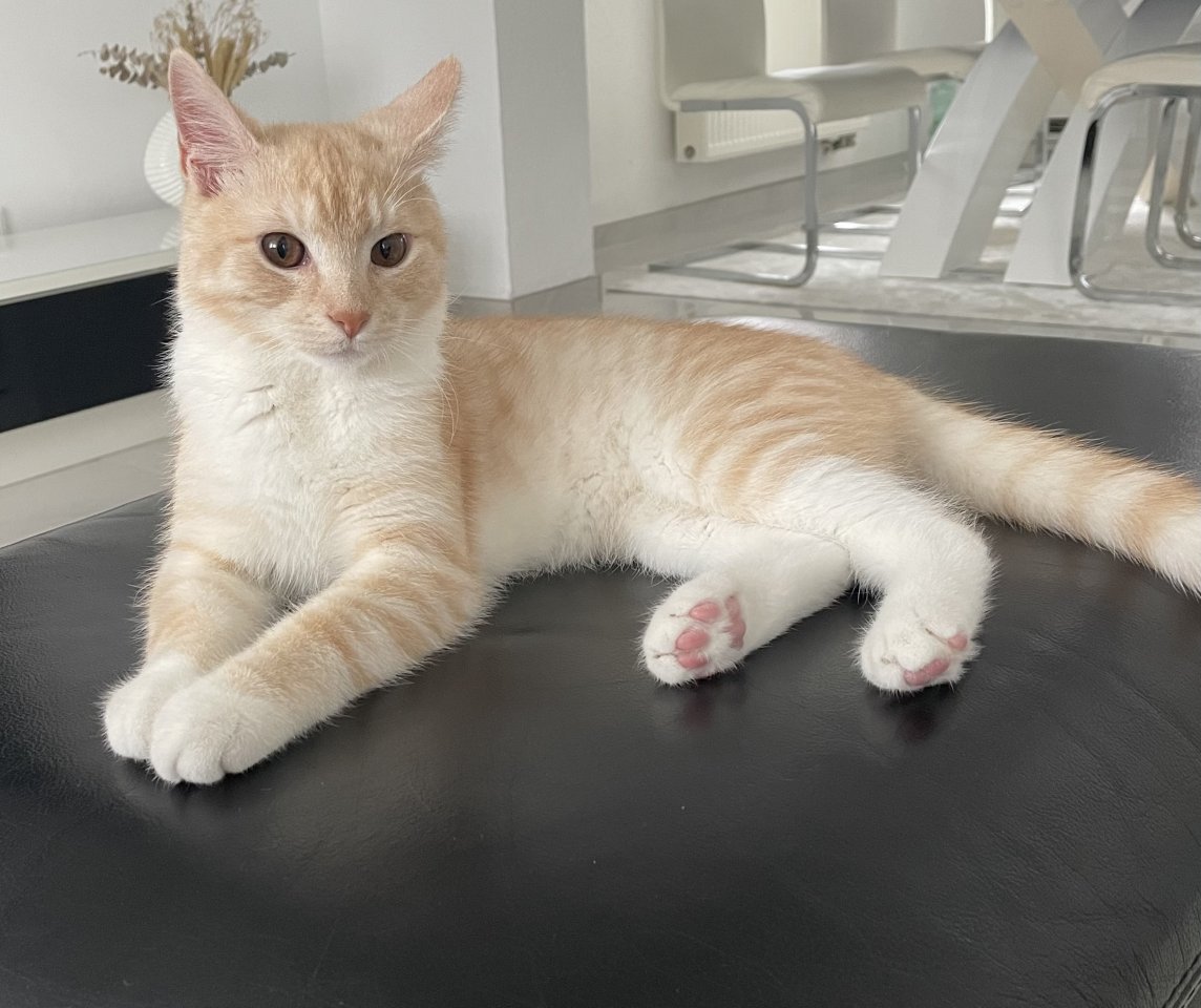 Kater abzugeben europäische Kurzhaar - Hauskatzen - Düren