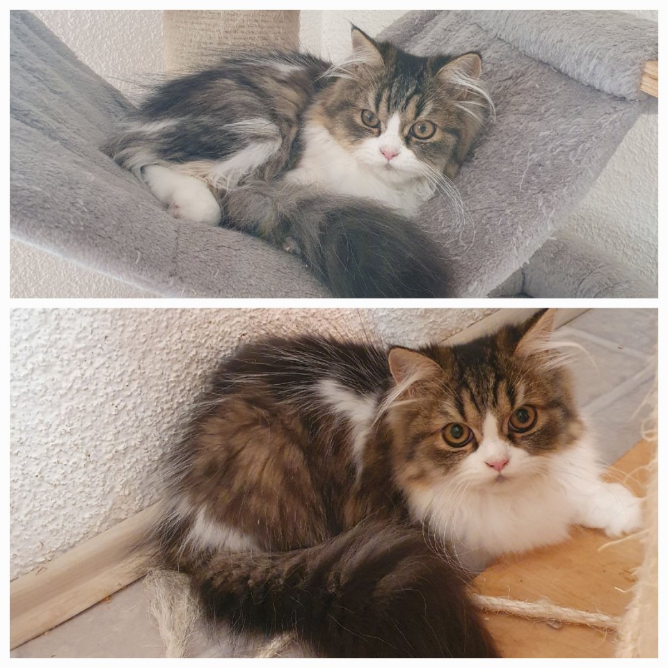 Reinrassige Perser Kitten mit Nase - Perser - Ulmen