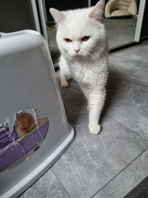 Reinrassiger BKH Deckkater  - Deckkater - Gelsenkirchen