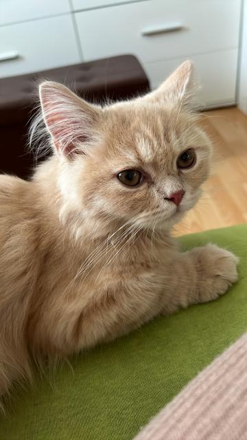 Katze, Kitten Britisch Lang Britisch Kurzhaar - Hauskatzen - Bad Vöslau