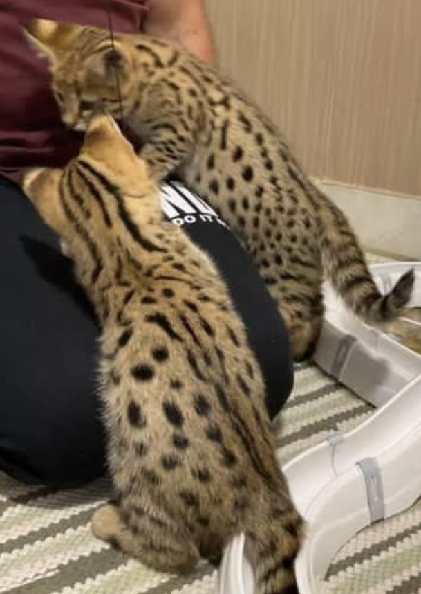 Reinrassige Savannah Kätzchen mit FCI-Pedigree - Savannah - Unterschleißheim