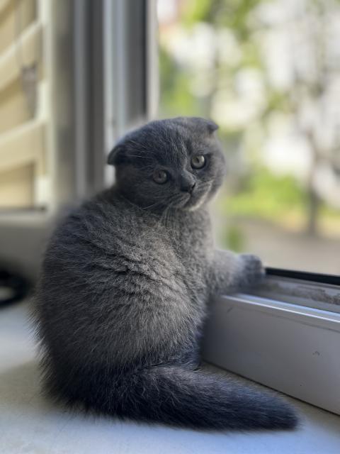Scottish Fold Kitten - Scottish Fold - Zeitz
