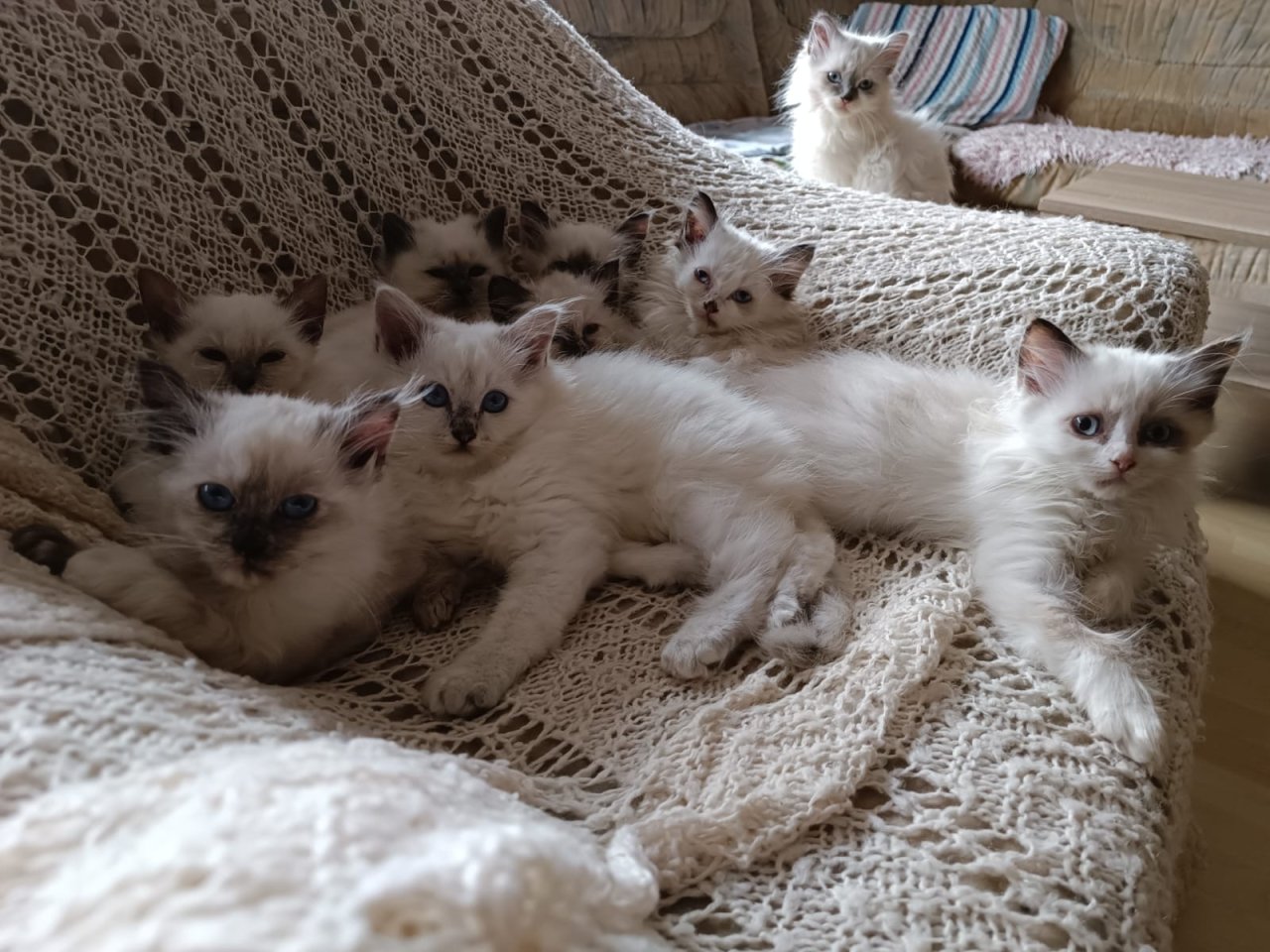 Zauberhafte Heilige Birmababys suchen Dich!!! - Birma - Waldbüttelbrunn