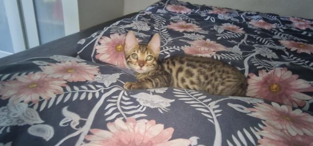 Bengal kitten zur Abgabe bereit - Bengal - Neukieritzsch 