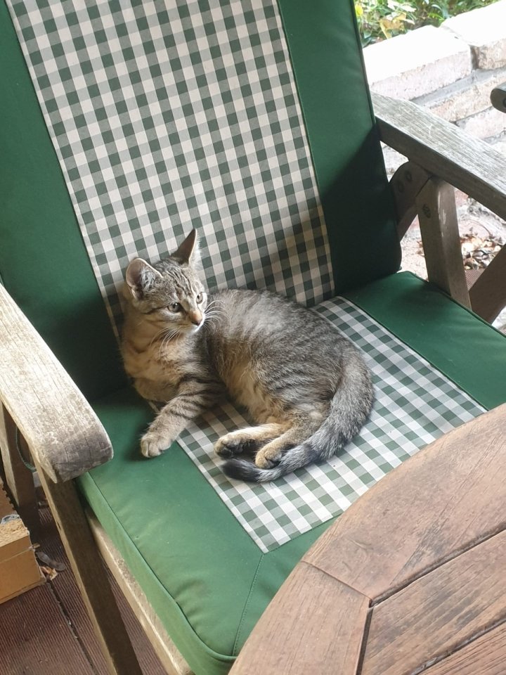Kätzchen braun/grau gestreift abzugeben - Hauskatzen - Kremmen