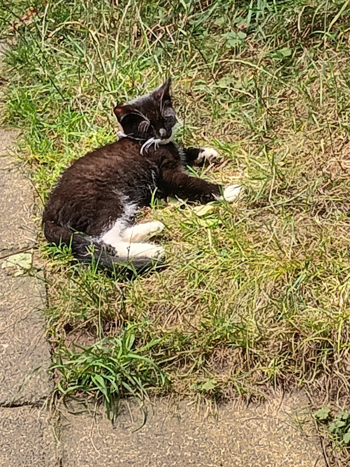 Süße junge Kätzchen in liebevolle Hände abzugeben - Freigaenger - Ohorn 