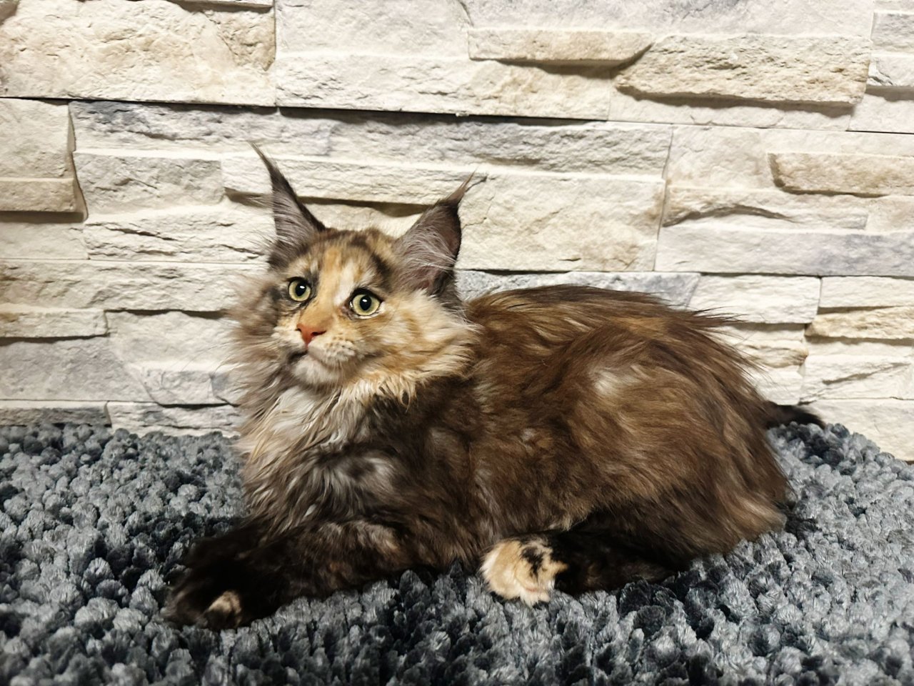 Main Coon Kitten suchen ein neues Zuhause - Maine Coon - Wurzen Nitzschka