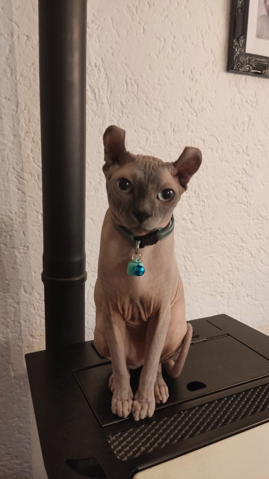 Wunderschöner versmuster Sphynx Elf Kater - Sphynx - Cham