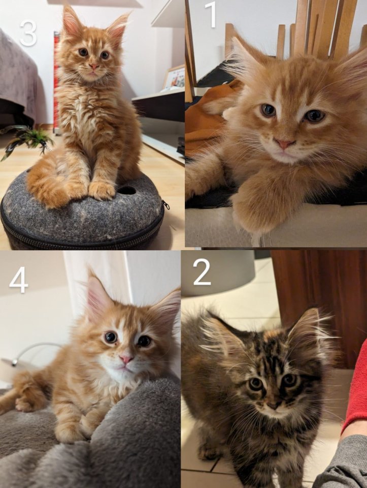 Wundervolle Maine Coon Kitten - Maine Coon - Pürgen