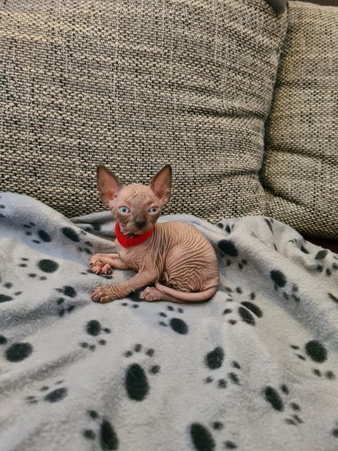 Canadian Sphynx Kitten - Sphynx - Asbach-Bäumenheim 