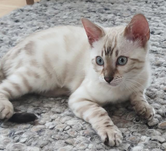 Bengal Kitten ( snow ) Katzenbaby seal lynx rosetted tabby  - Bengal - hürth