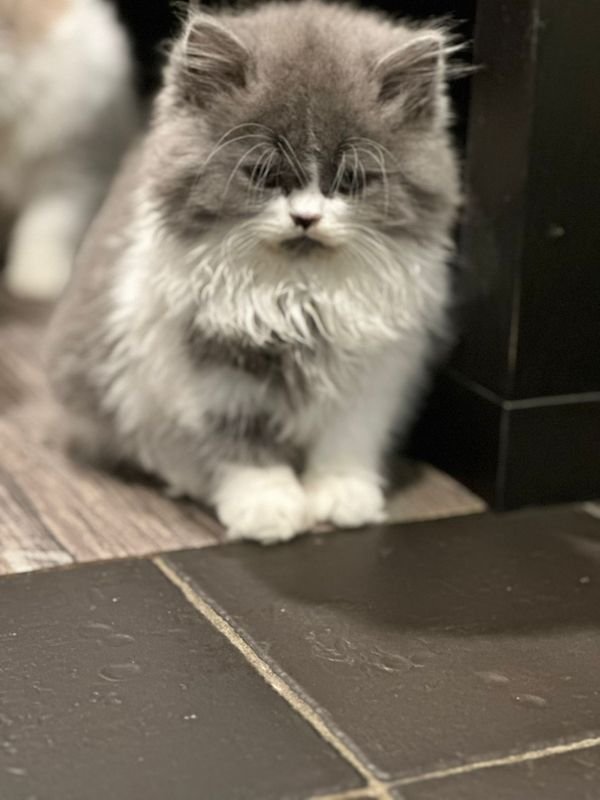 Reinrassige BLH Kitten mit Ahnentafel - British Kurzhaar - Bad Salzuflen