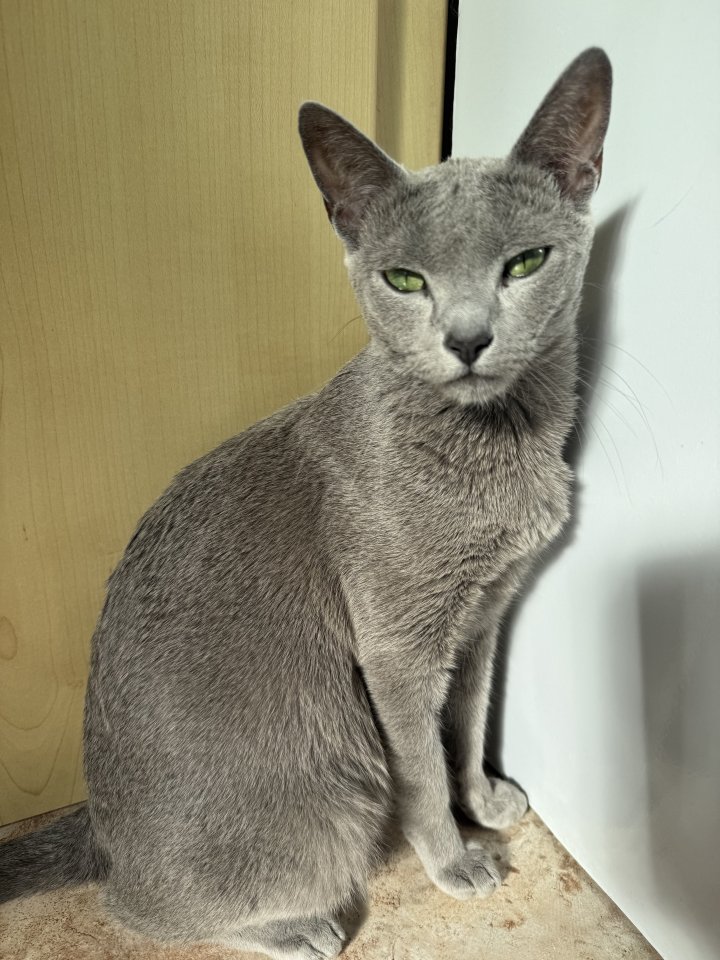 Russisch Blau Kitten - Russisch Blau - Rheinböllen
