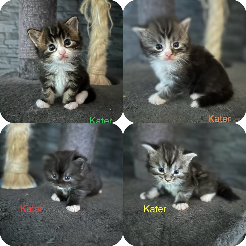 4 Maine Coon Kitten Kater - Maine Coon - Kiel