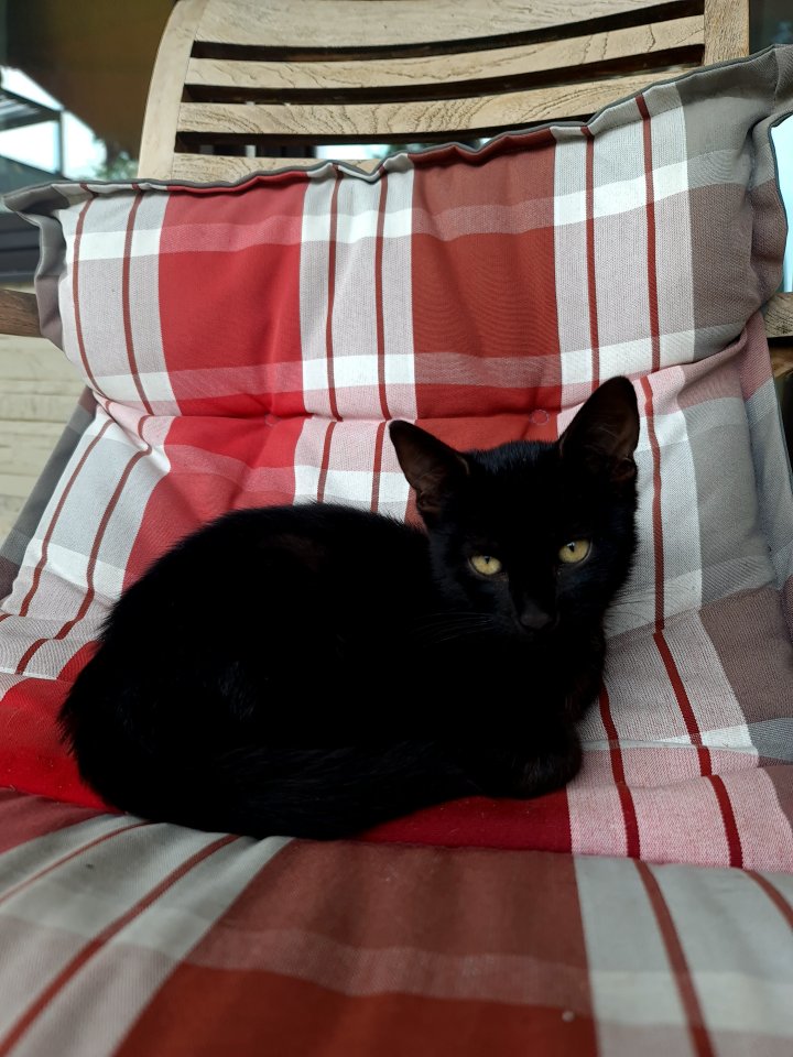 13 Wochen alte Kätzchen - Hauskatzen - Eckental