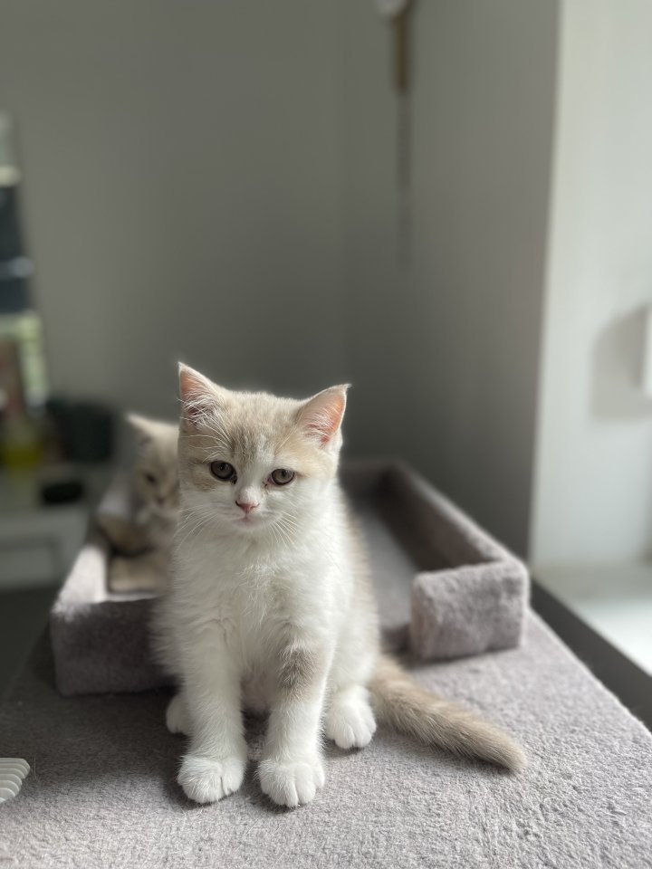Süße British Kurzhaar Kitten - British Kurzhaar - Wäschenbeuren