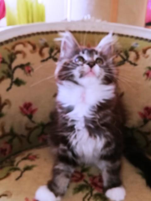 Maine Coon Kittenmädchen mit Stammbaum abgabebereit - Maine Coon - 73560 Böbingen an der Rems