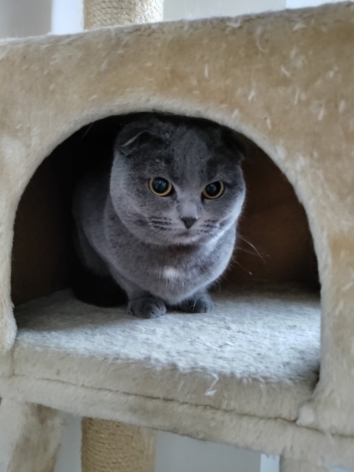 Junge Scottish Fold Katze - Scottish Fold - Rheine