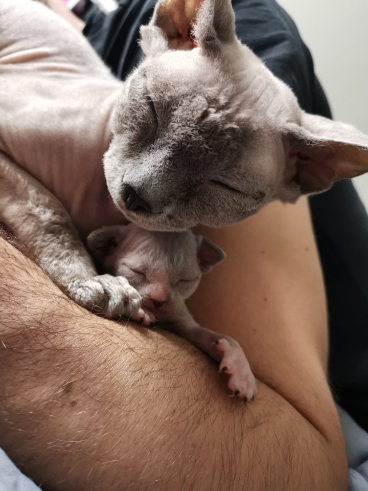 Canadian Sphynx Kitten - Sphynx - Kalbe