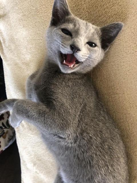Russisch Blaue Katzen - Russisch Blau - Wien