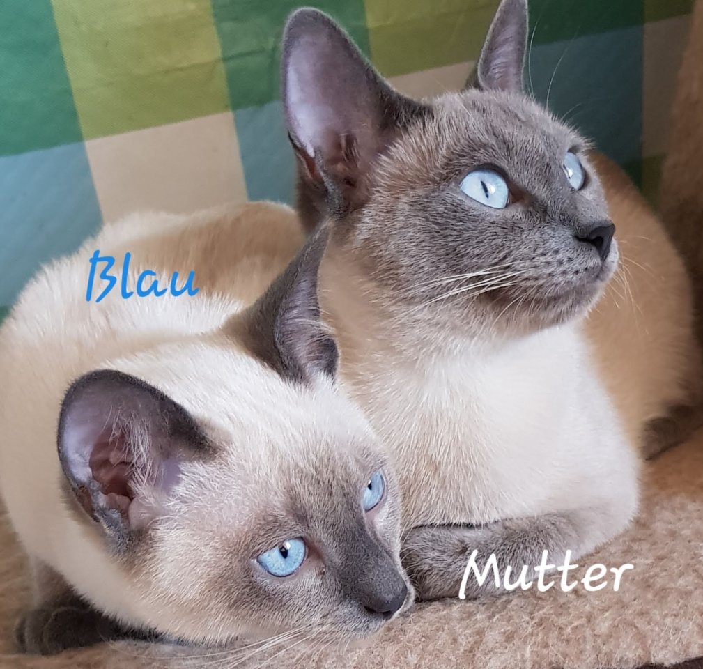 Siam / Thai Kitten Blue Point, Babys, Kätzchen. 1 Junge. Abgabebereit. - Siam - Celle