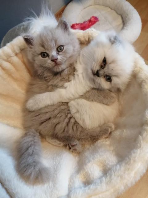 BLH/Scottish Fold Kitten suchen neues Zuhause - Scottish Fold - Morbach