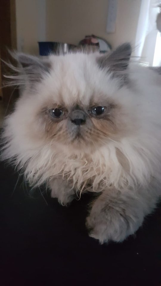 Perser, Jungtier, Kater, Colourpoint, blaue Augen - Perser - Zeitz