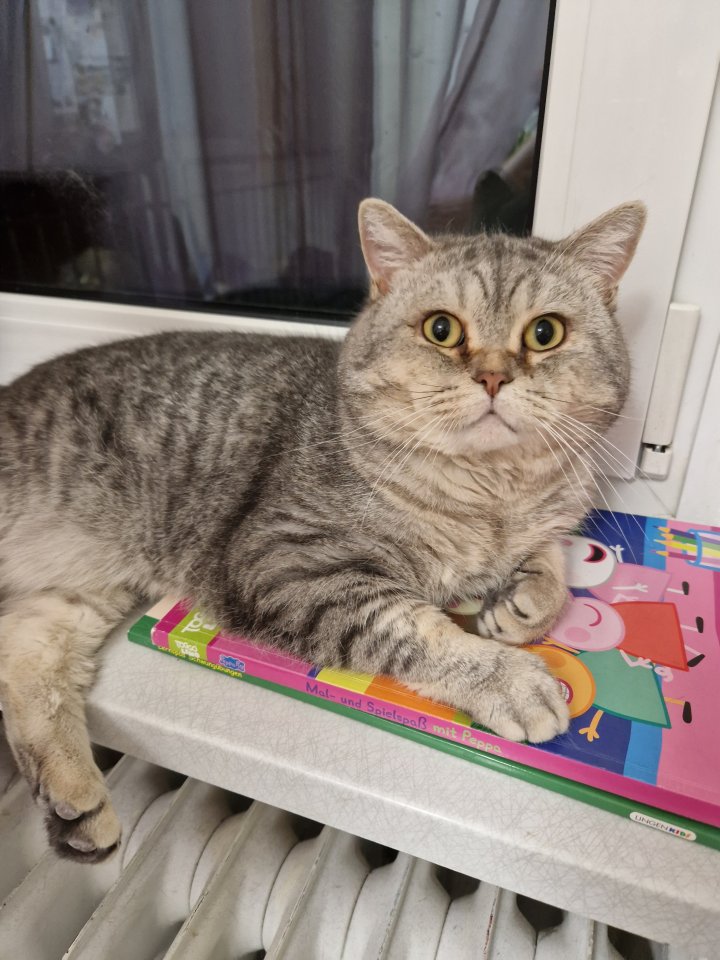 BKH Deckkater sehr erfahren - Deckkater - Friesenheim