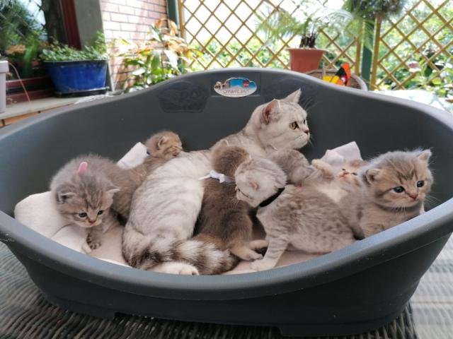BKH Kitten o.P. - British Kurzhaar - Zielitz