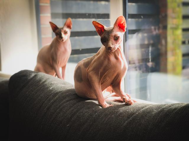 Sphynx Zwillinge 6 Jahre - Sphynx - Aurich
