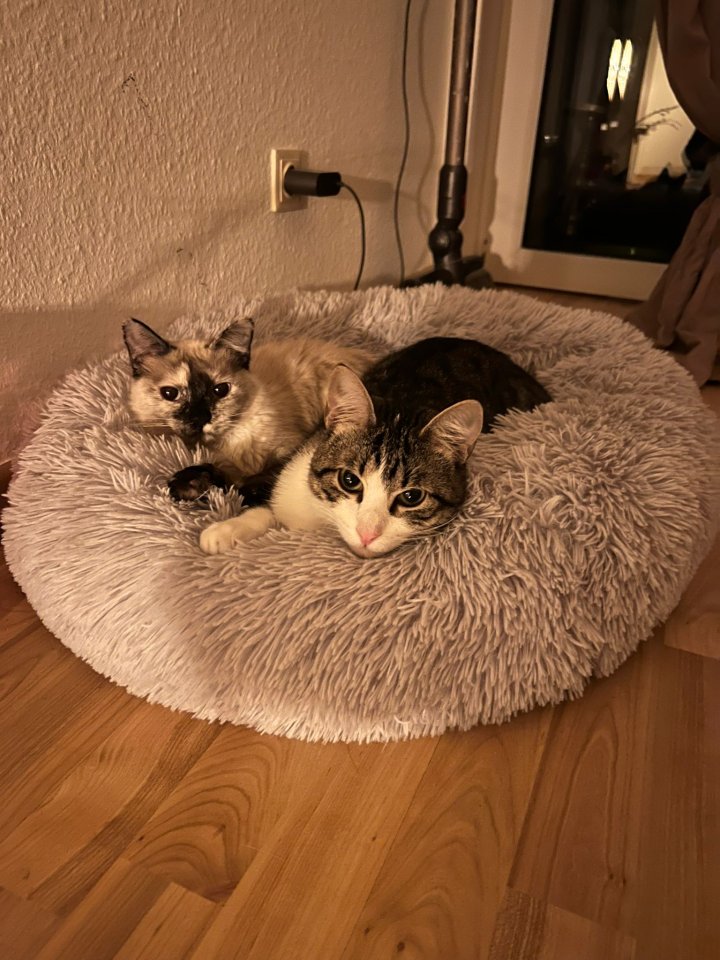 2 junge Tierschutz-Katzen suchen liebevolles Zuhause - Hauskatzen - Mainz