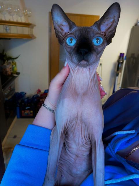 Sphynx Sphinx Katze Katzendame  - Sphynx - Neumarkt