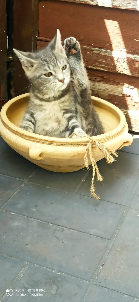 Süsse britisch kurzhaar mix - Mischling - Neuweiler