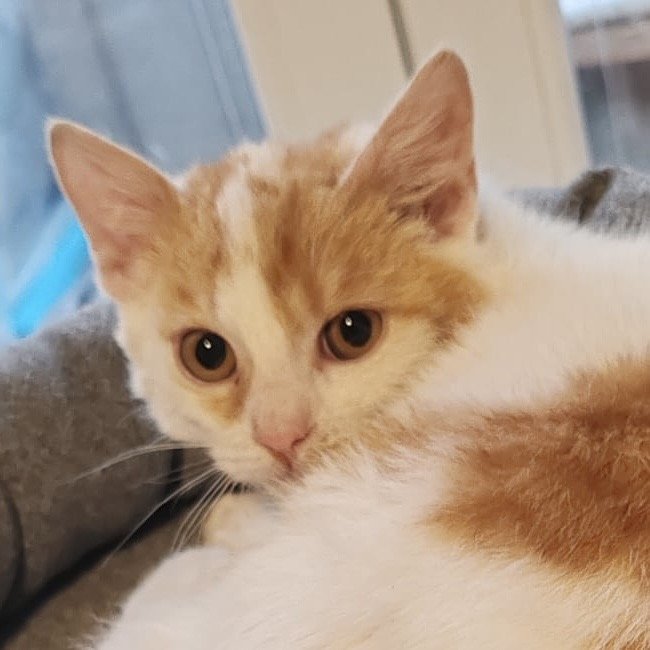 Fundkatze RISHI sucht ein Zuhsuse - Mischling - Hainburg an der Donau