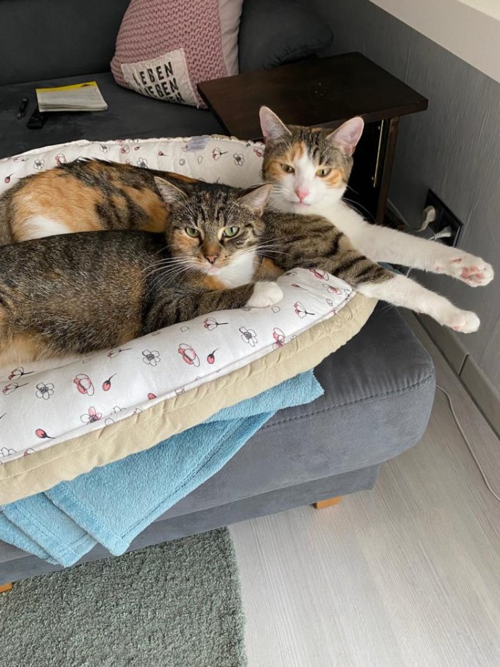 Weibliche EKH Katzen - Hauskatzen - Lehrte