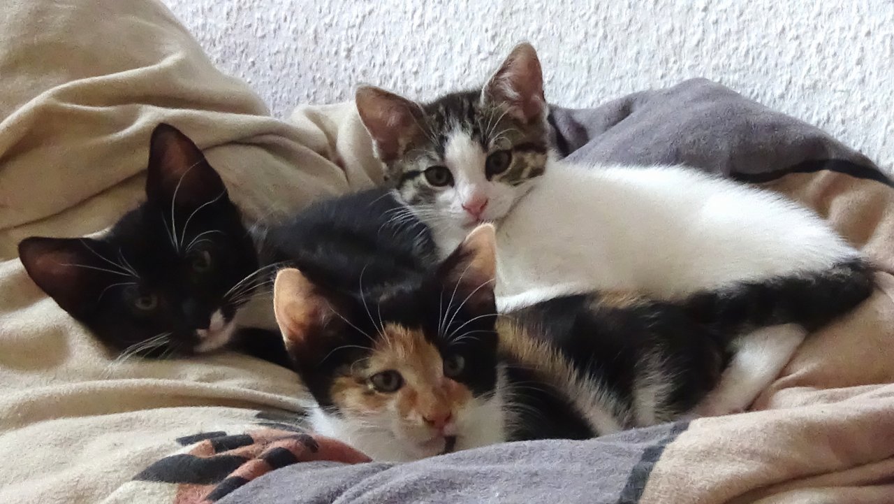 Kitten suchen ihr Zuhause - Hauskatzen - Köln