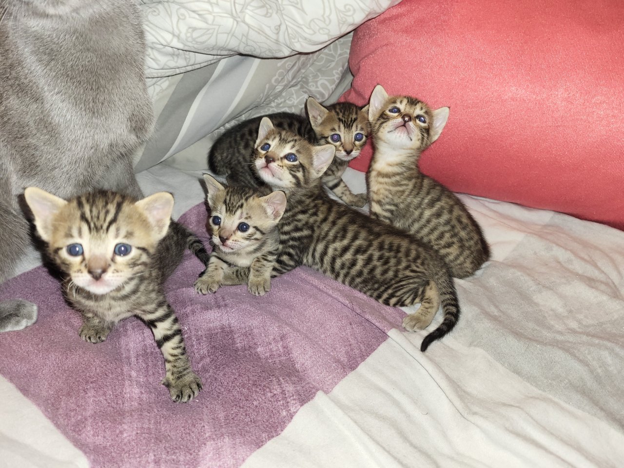 EDELMIX Russisch Blau + Bengal Kitten - 2 Jungs 3 Mädchen - Bengal - Nürnberg