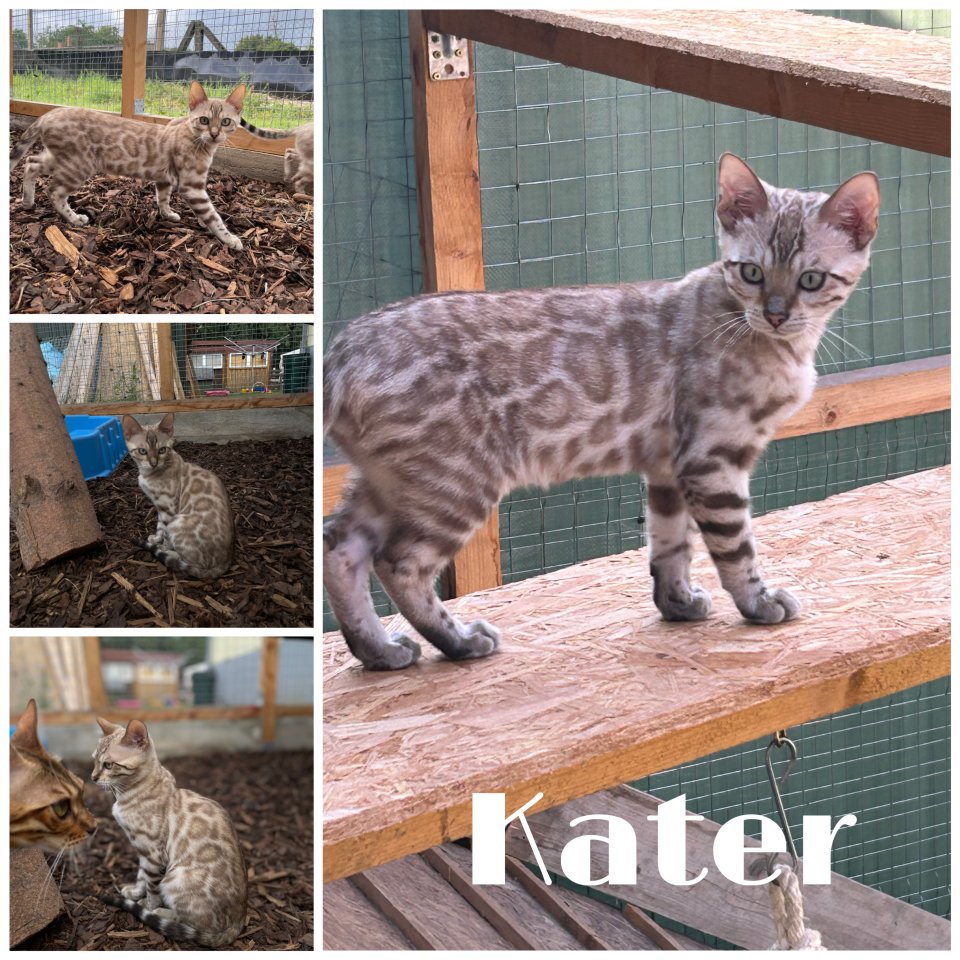 Bengal Jung Katzen (5 Monate alt) - Bengal - Wriezen